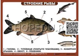 ОЗНАКОМЛЕНИЕ С ОКРУЖАЮЩИМ МИРОМ 1-4 класс Издательство ОБРАЗОВАНИЕ