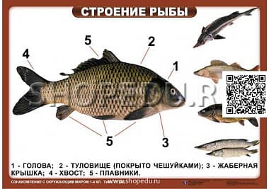 ОЗНАКОМЛЕНИЕ С ОКРУЖАЮЩИМ МИРОМ 1-4 класс Издательство ОБРАЗОВАНИЕ