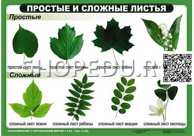 ОЗНАКОМЛЕНИЕ С ОКРУЖАЮЩИМ МИРОМ 1-4 класс Издательство ОБРАЗОВАНИЕ