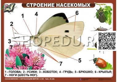 ОЗНАКОМЛЕНИЕ С ОКРУЖАЮЩИМ МИРОМ 1-4 класс Издательство ОБРАЗОВАНИЕ