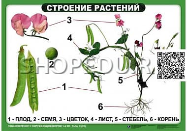 ОЗНАКОМЛЕНИЕ С ОКРУЖАЮЩИМ МИРОМ 1-4 класс Издательство ОБРАЗОВАНИЕ