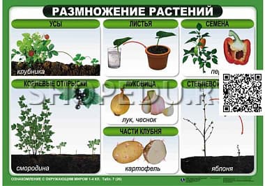 ОЗНАКОМЛЕНИЕ С ОКРУЖАЮЩИМ МИРОМ 1-4 класс Издательство ОБРАЗОВАНИЕ