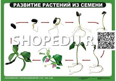 ОЗНАКОМЛЕНИЕ С ОКРУЖАЮЩИМ МИРОМ 1-4 класс Издательство ОБРАЗОВАНИЕ