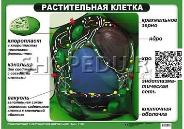 ОЗНАКОМЛЕНИЕ С ОКРУЖАЮЩИМ МИРОМ 1-4 класс Издательство ОБРАЗОВАНИЕ